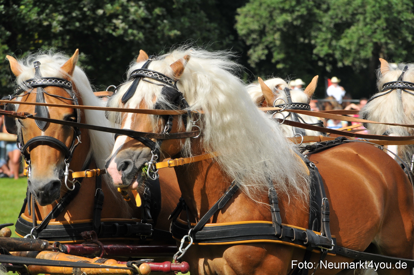 Pferdeschau Neumarkt 220811 0085