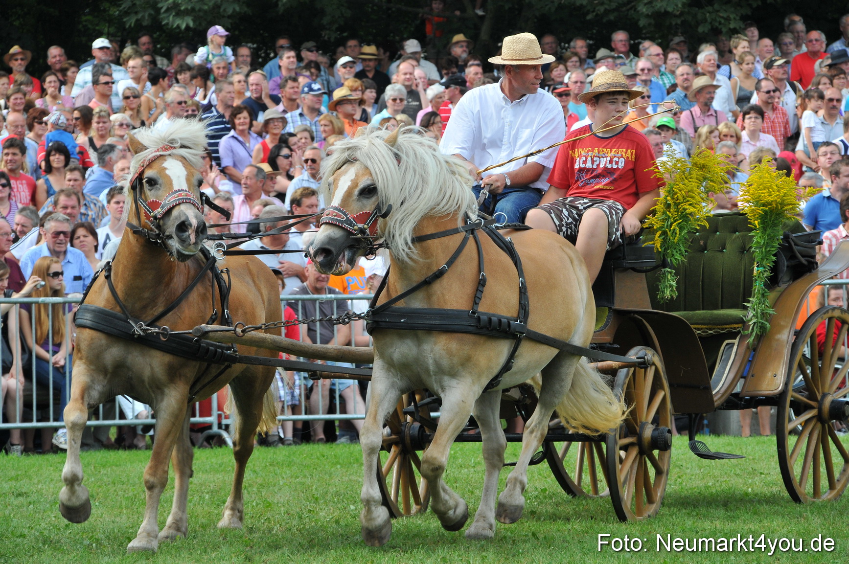 Pferdeschau Neumarkt 220811 0094