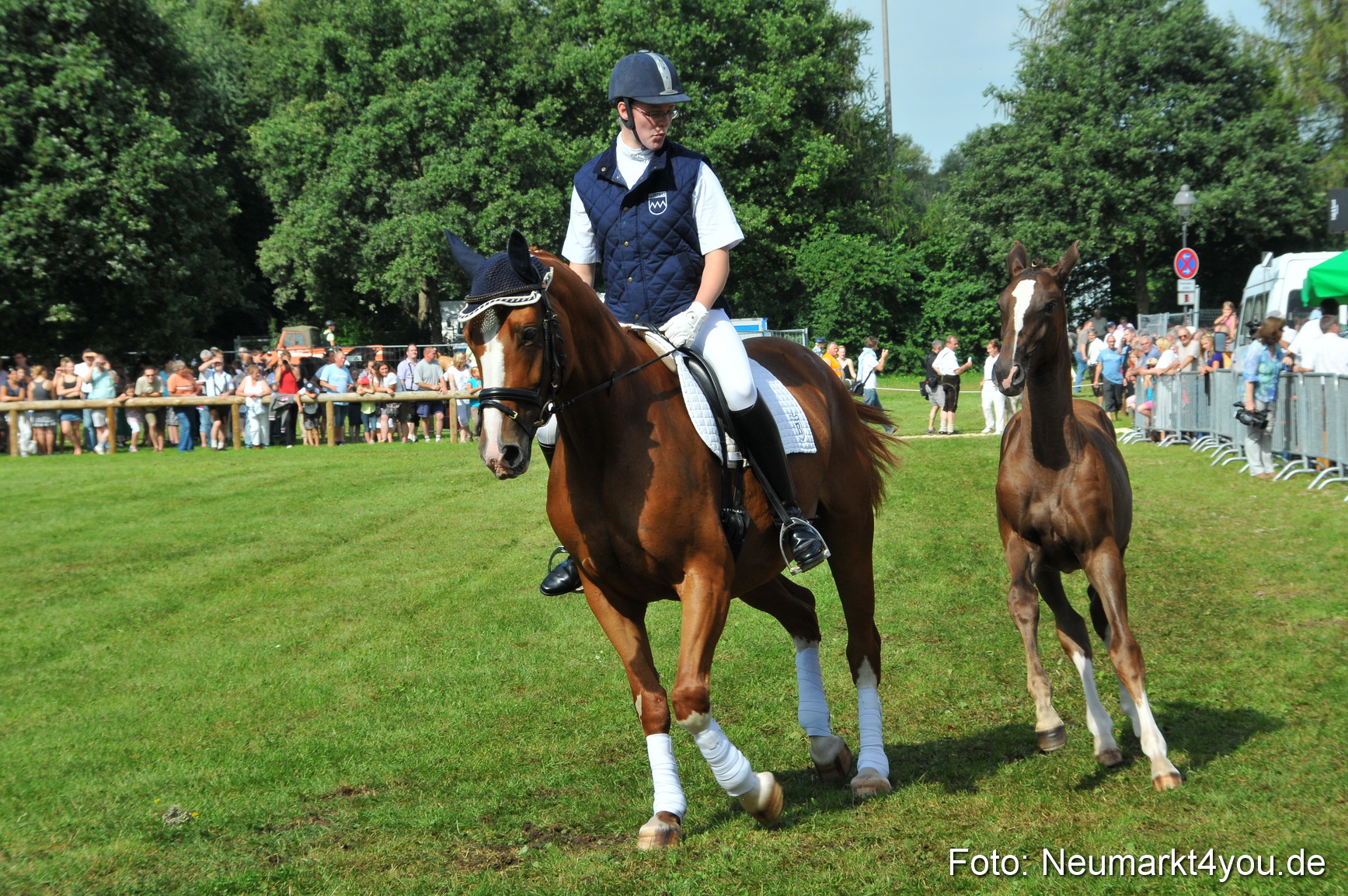 Pferdeschau Neumarkt 220811 0138