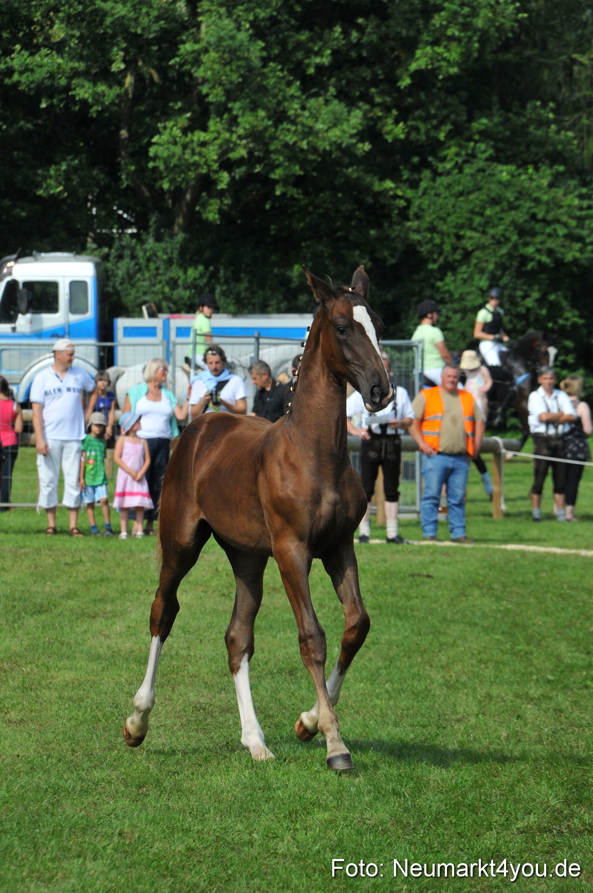 Pferdeschau Neumarkt 220811 0139