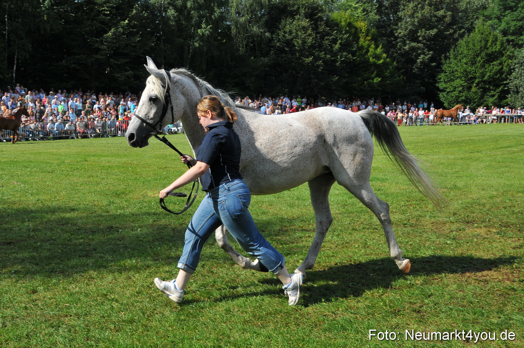 Pferdeschau Neumarkt 220811 0143