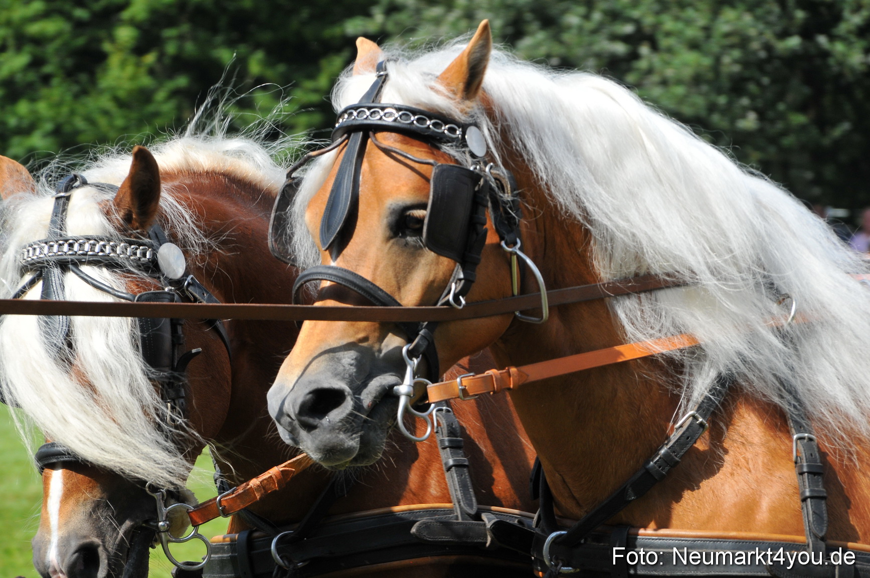 Pferdeschau Neumarkt 220811 0155
