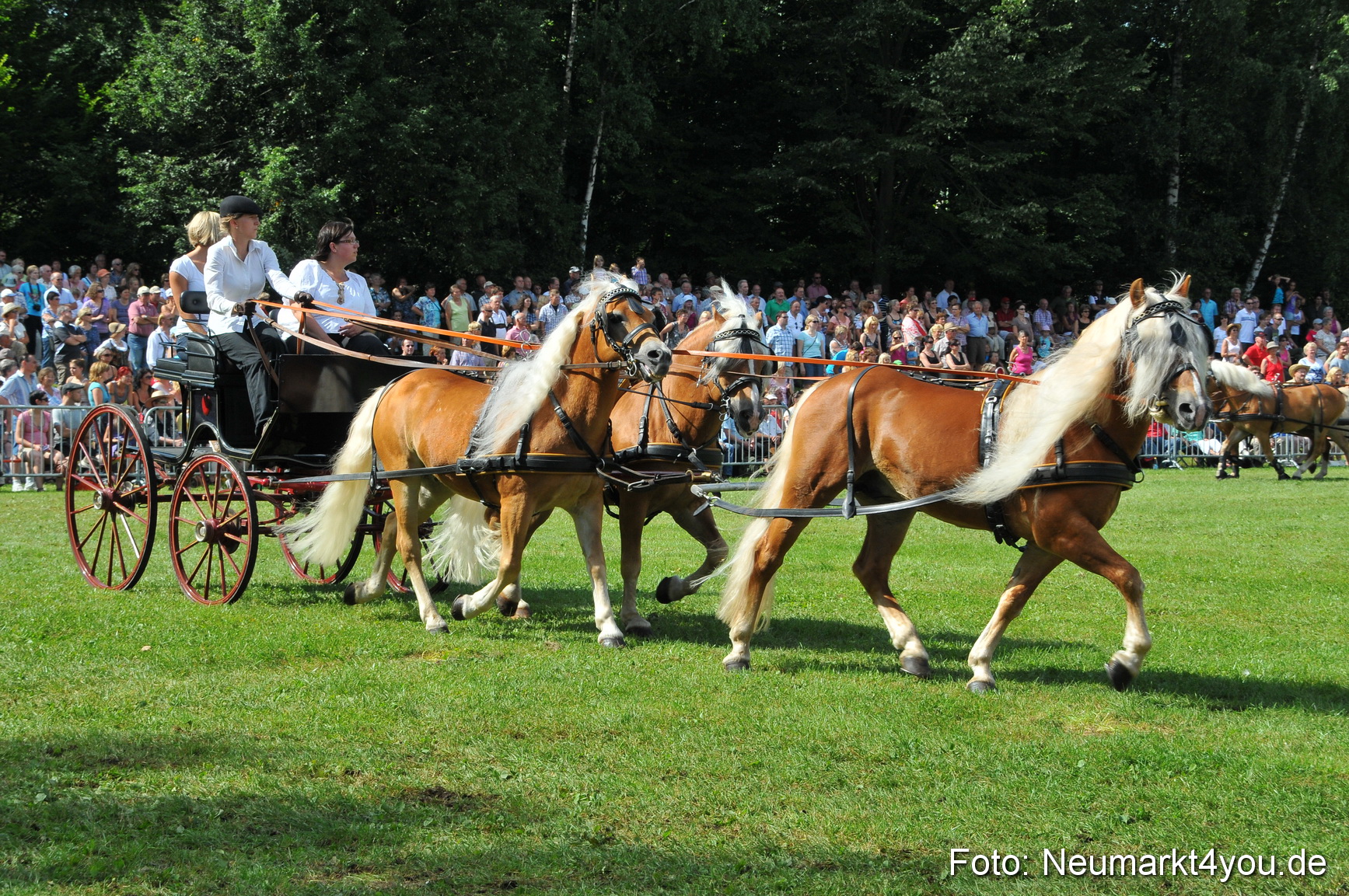 Pferdeschau Neumarkt 220811 0157
