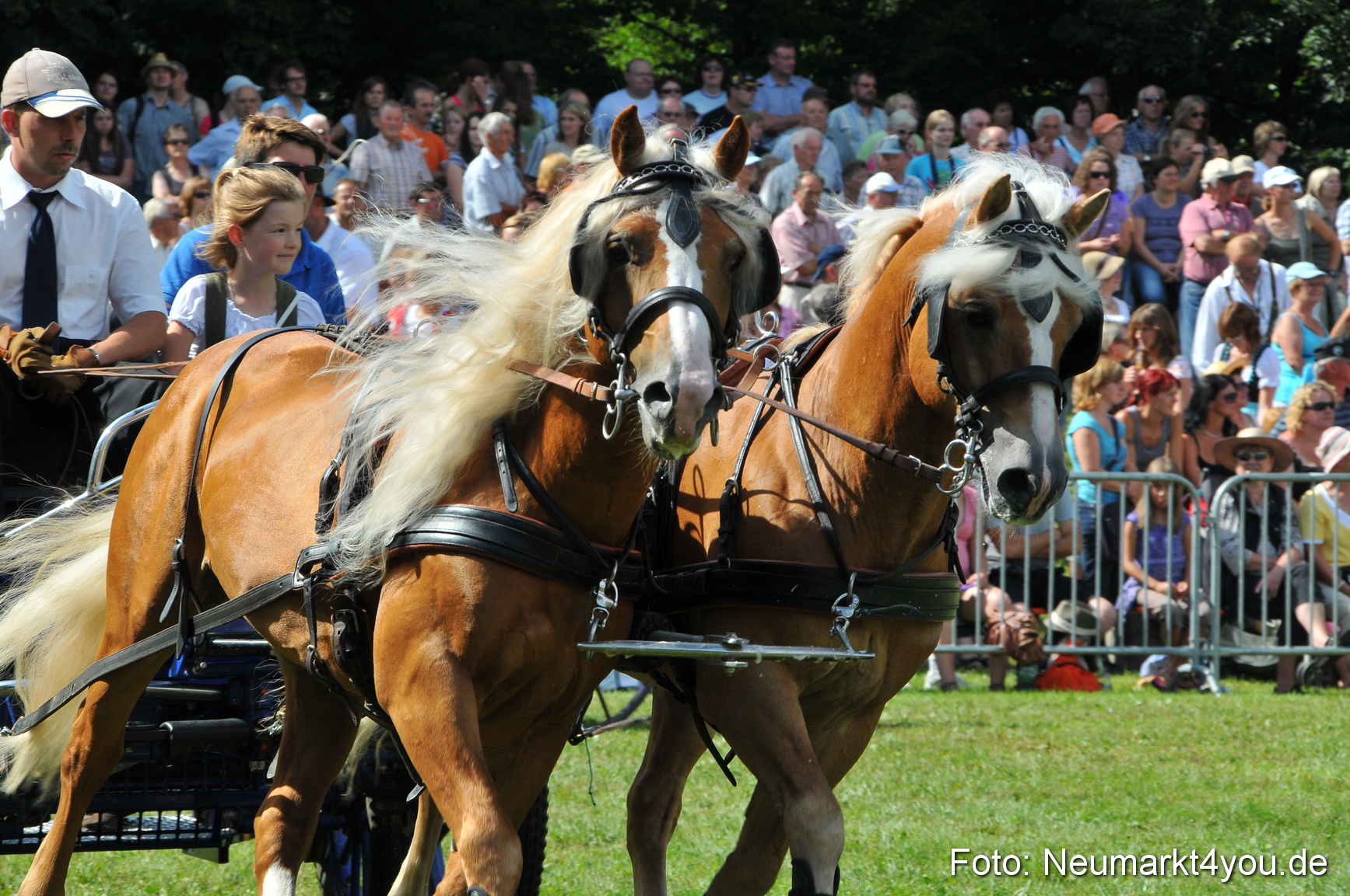 Pferdeschau Neumarkt 220811 0159
