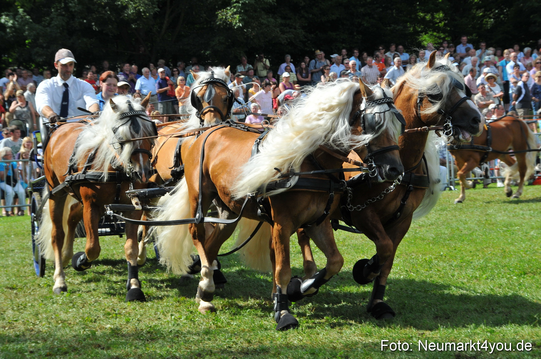 Pferdeschau Neumarkt 220811 0160