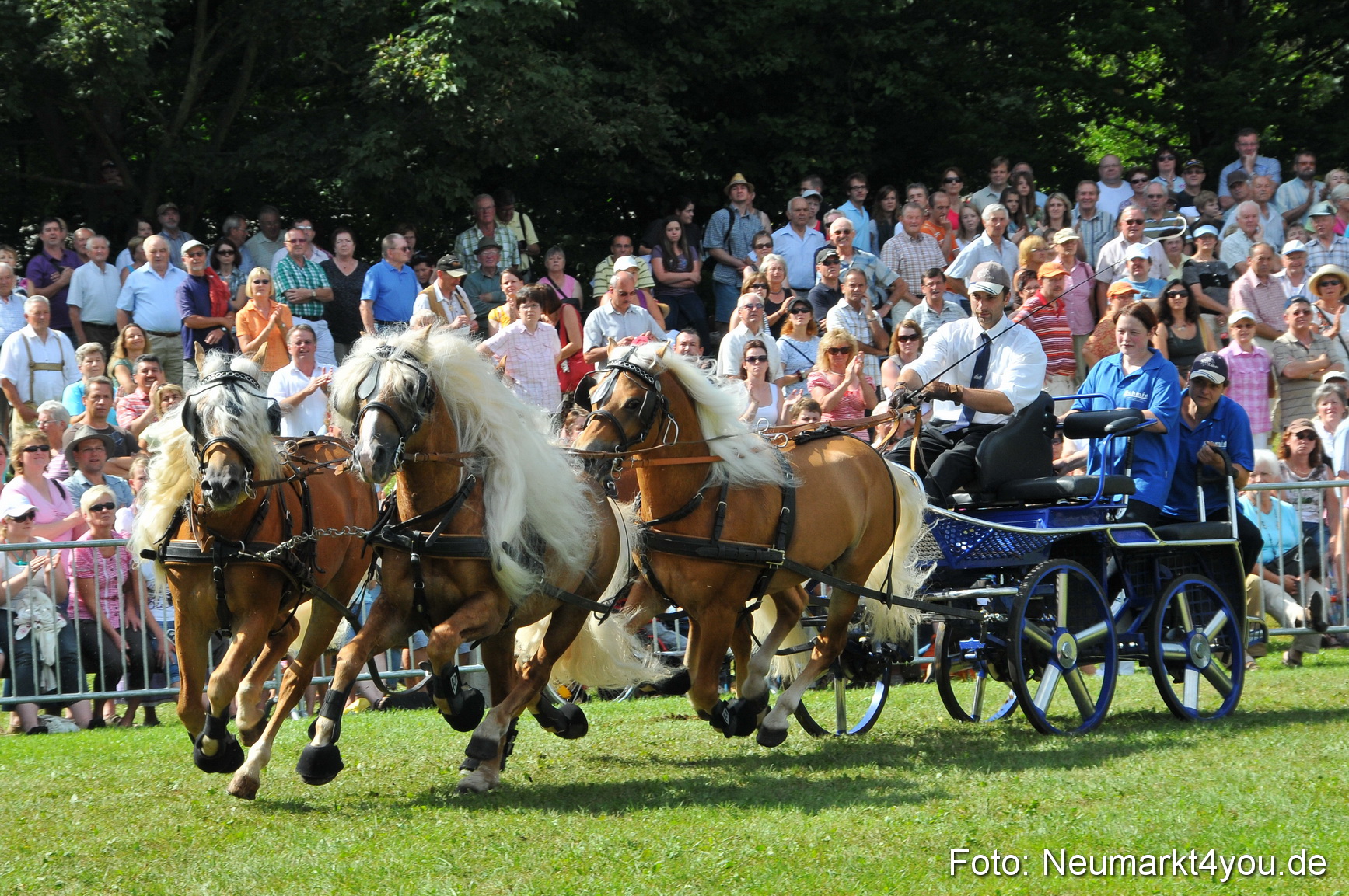 Pferdeschau Neumarkt 220811 0162