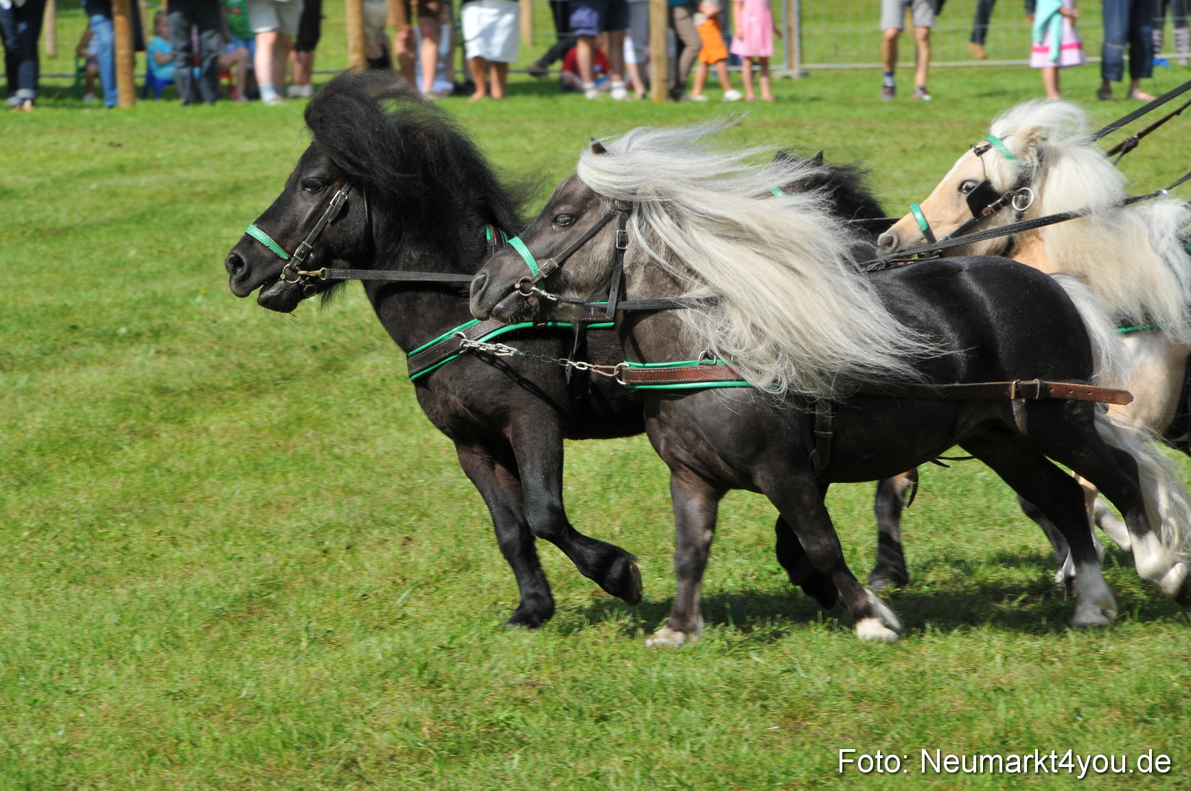 Pferdeschau Neumarkt 220811 0168
