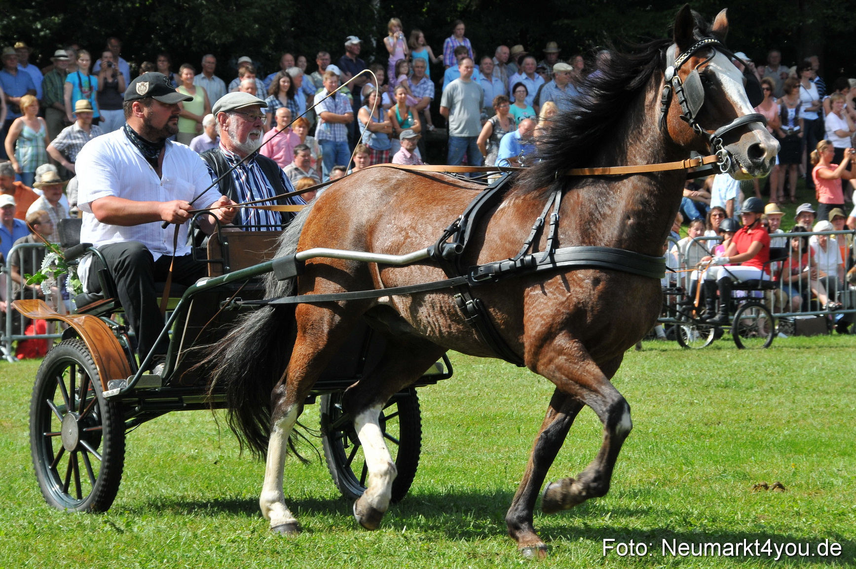 Pferdeschau Neumarkt 220811 0170
