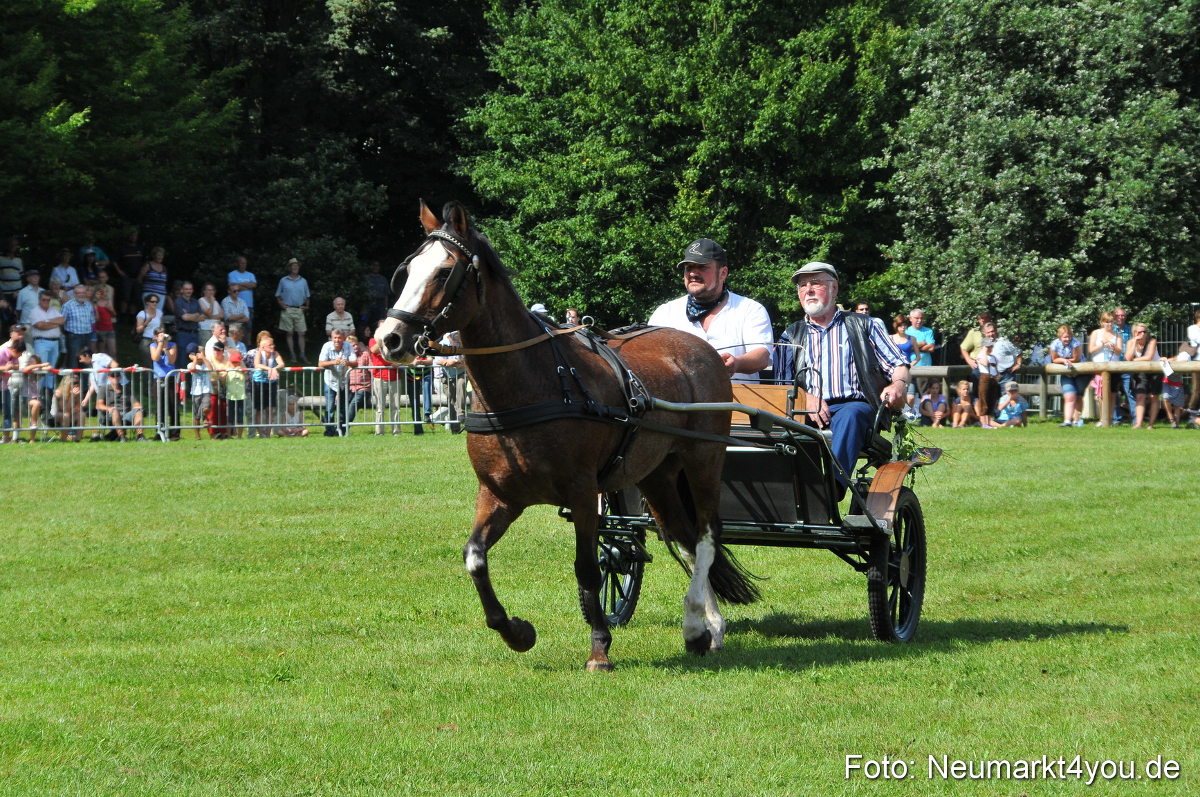Pferdeschau Neumarkt 220811 0173