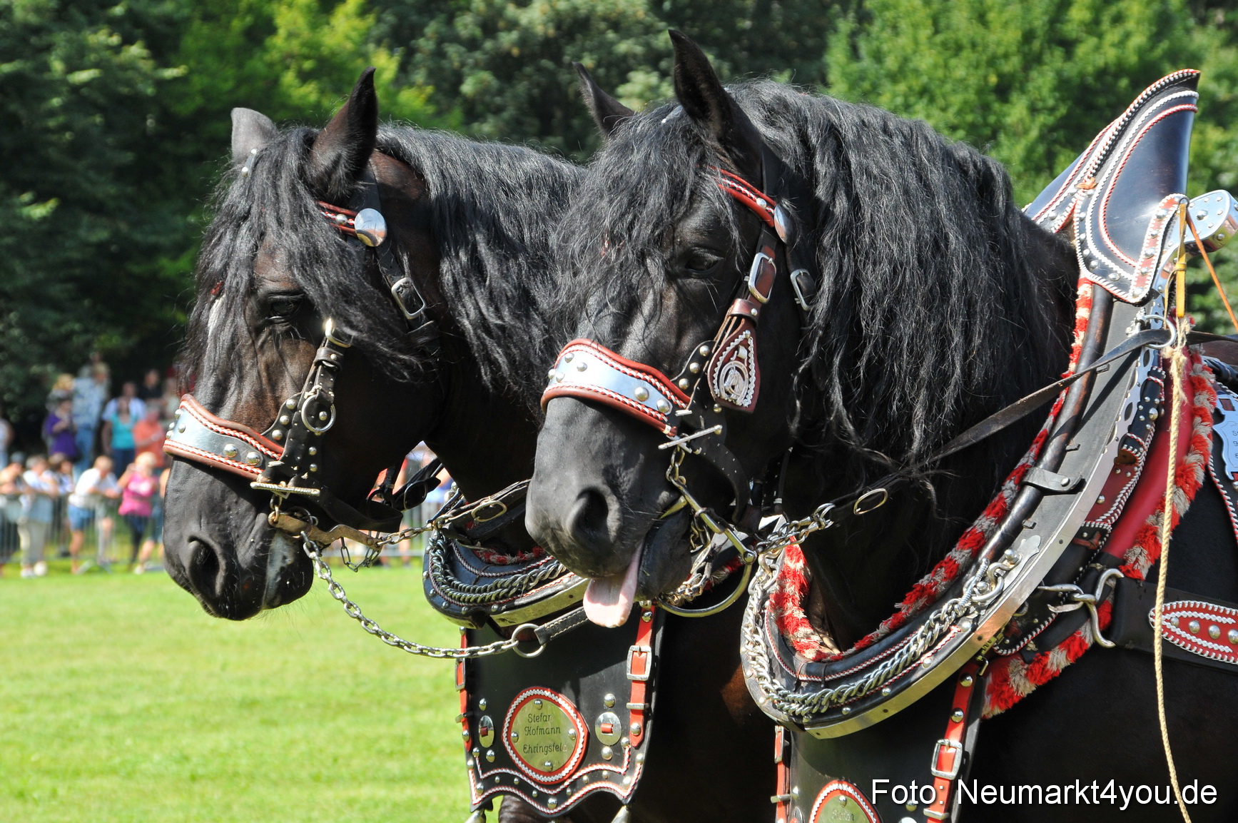 Pferdeschau Neumarkt 220811 0180