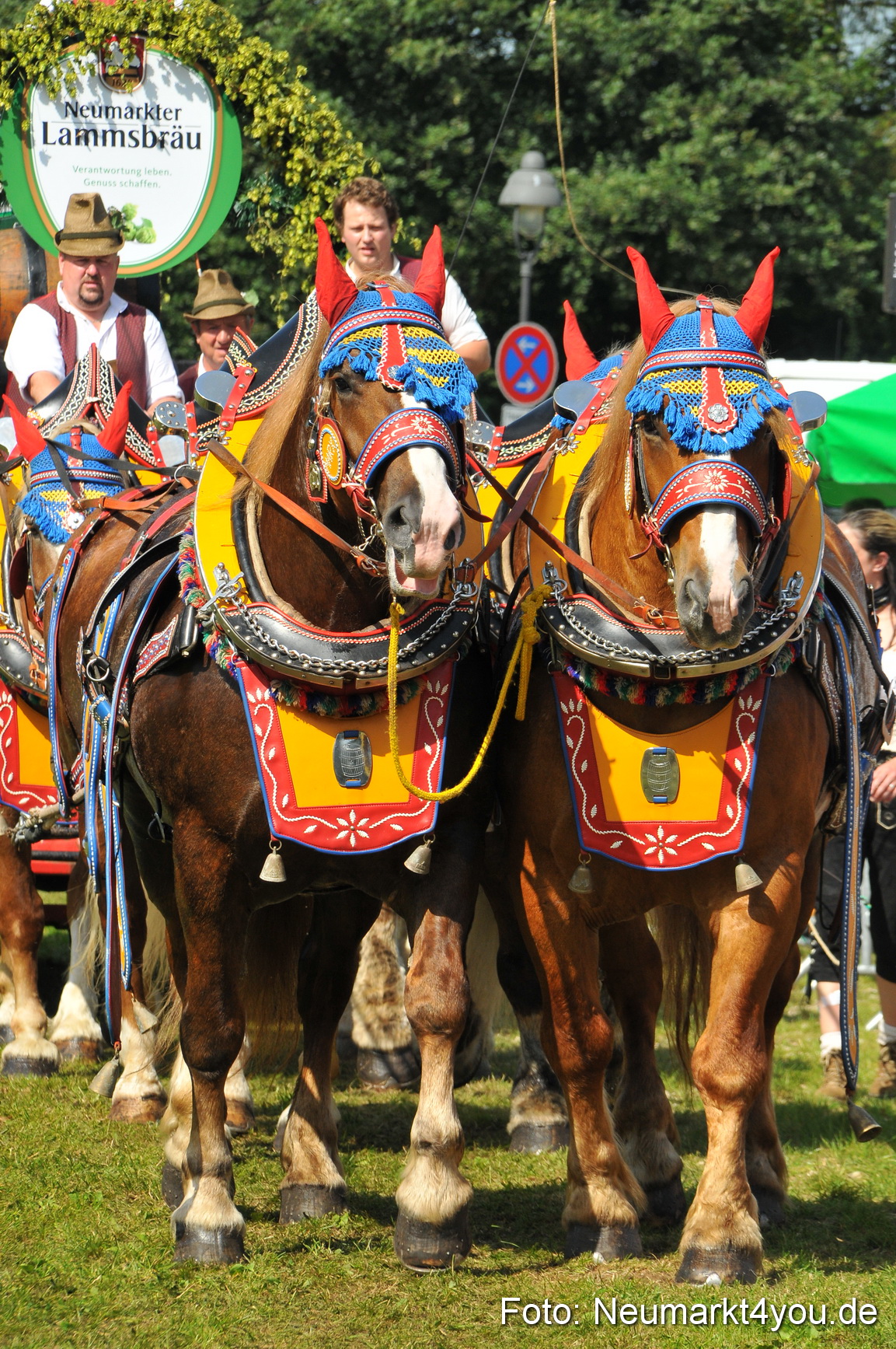 Pferdeschau Neumarkt 220811 0186