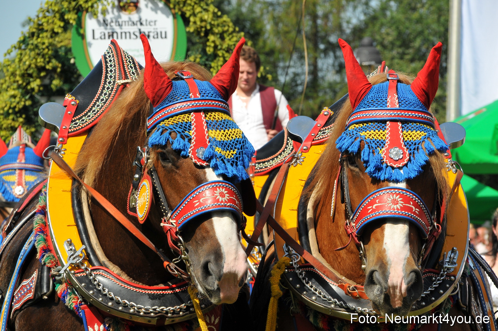 Pferdeschau Neumarkt 220811 0187