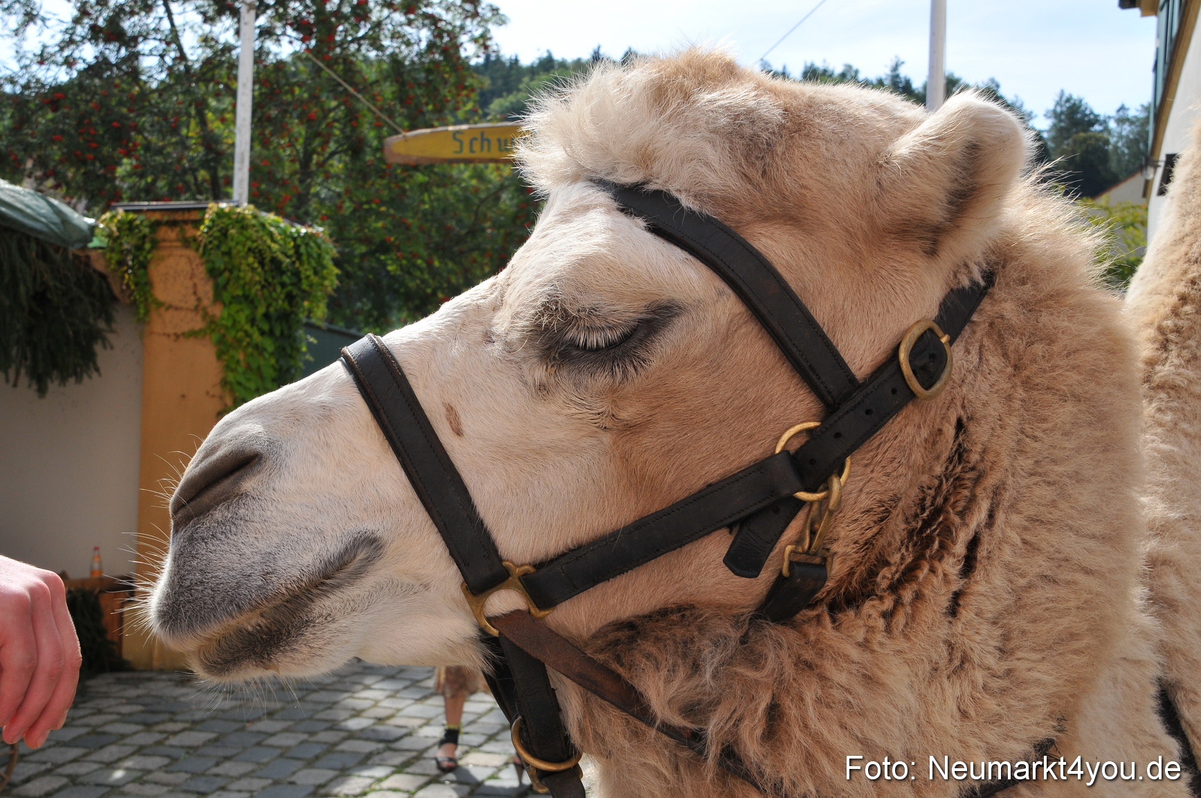 Tillyfest Breitenbrunn 110911 0012