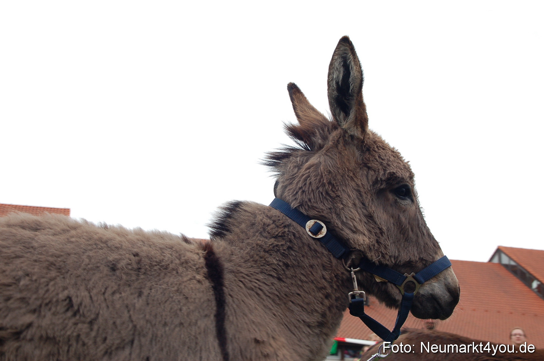 Eselrennen Fruehlingsfest 2012 0024