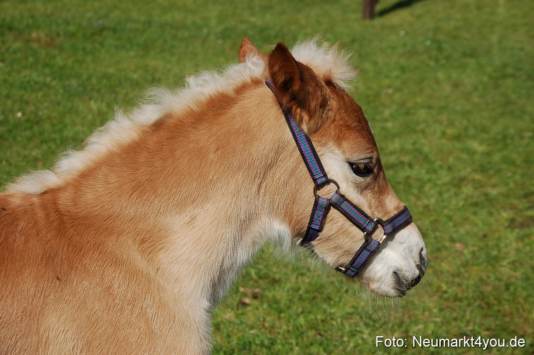 Nordbayerisches Haflingertreffen Neumarkt 010512 0001