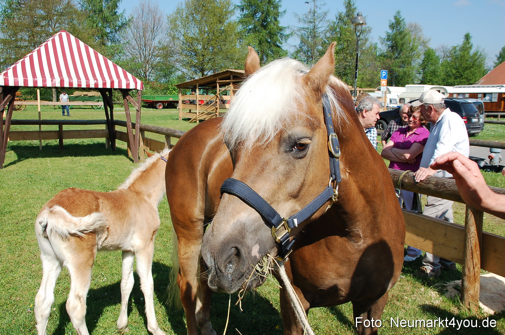 Nordbayerisches Haflingertreffen Neumarkt 010512 0002