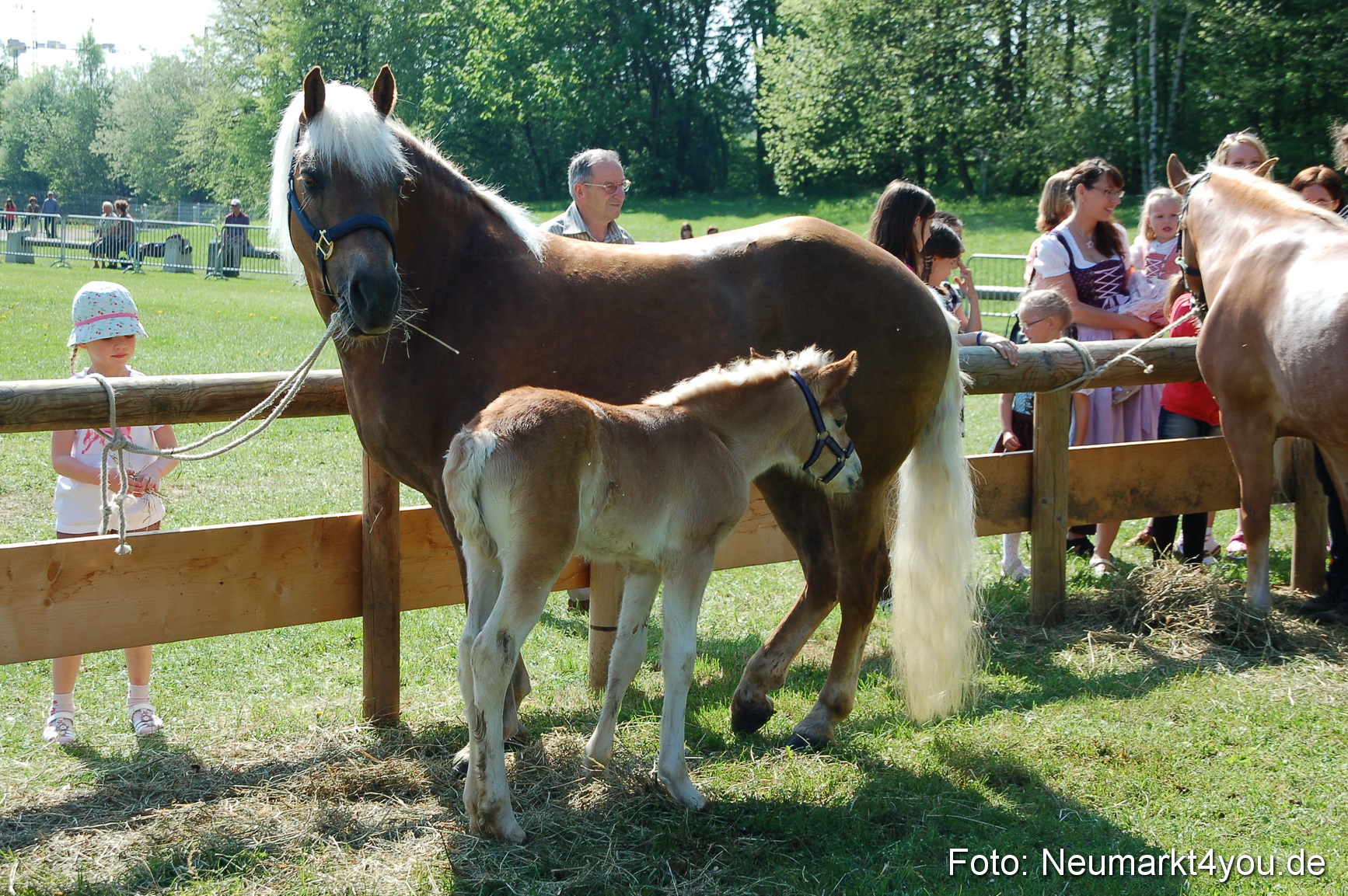Nordbayerisches Haflingertreffen Neumarkt 010512 0003