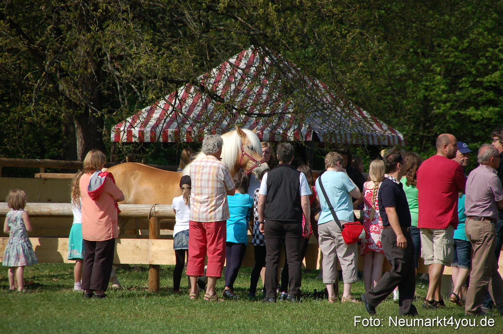 Nordbayerisches Haflingertreffen Neumarkt 010512 0004
