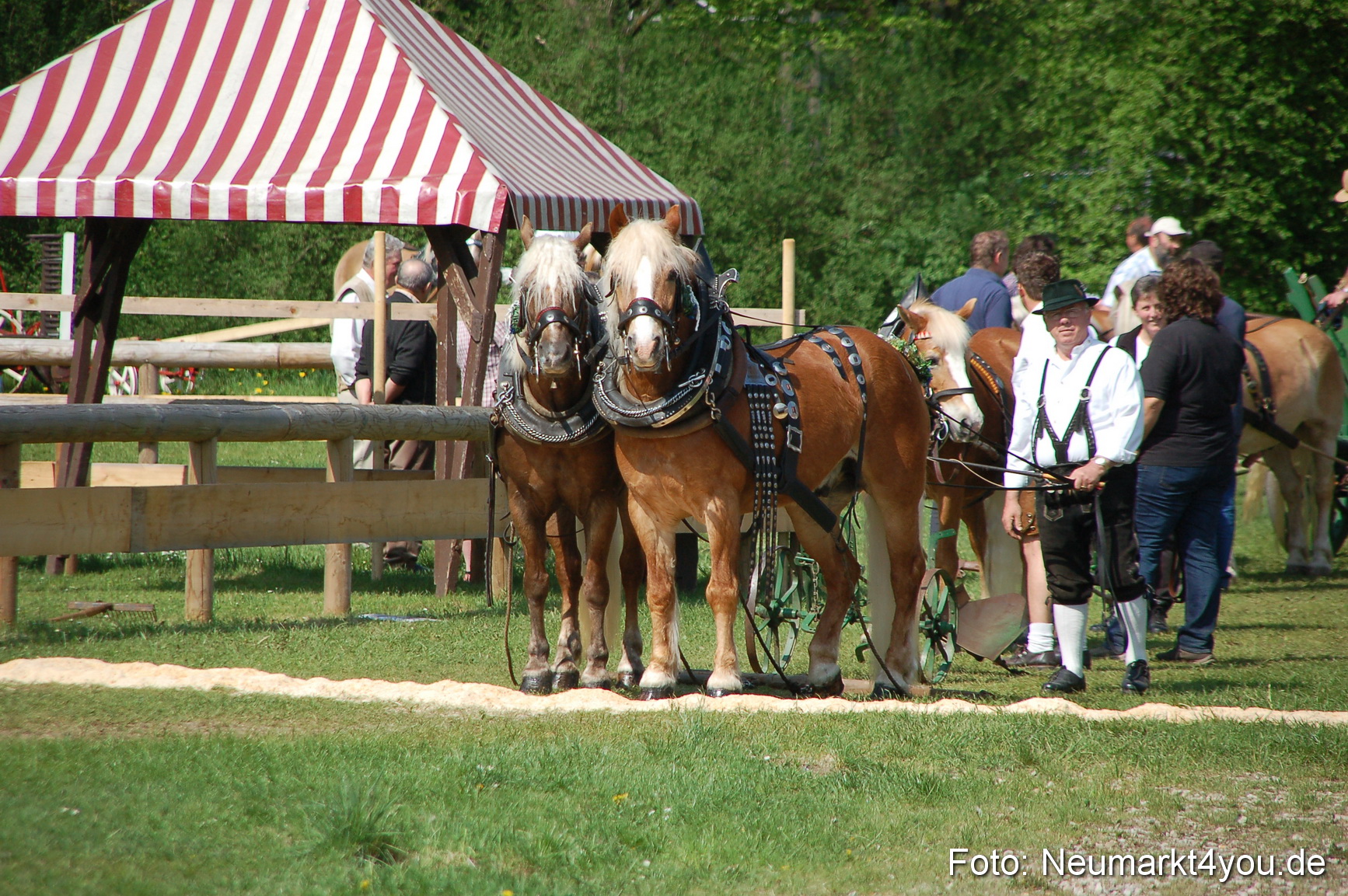 Nordbayerisches Haflingertreffen Neumarkt 010512 0005