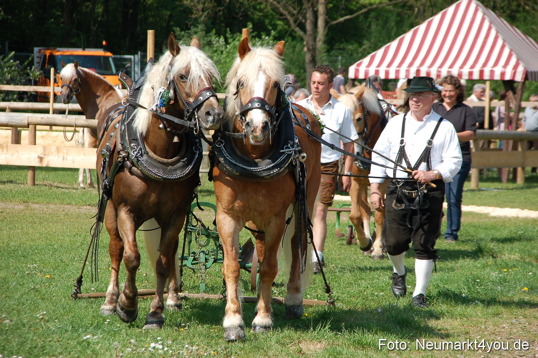 Nordbayerisches Haflingertreffen Neumarkt 010512 0007