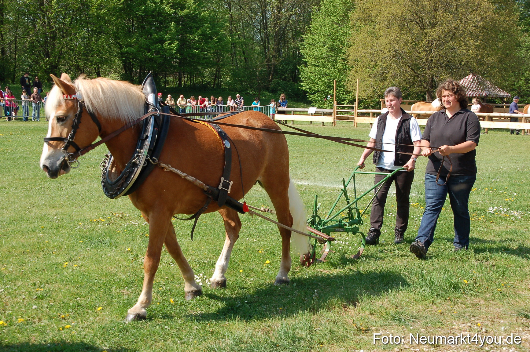 Nordbayerisches Haflingertreffen Neumarkt 010512 0008