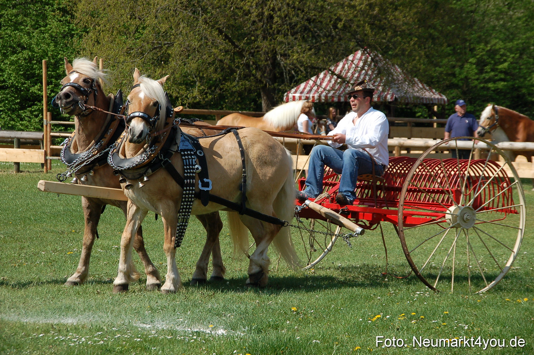 Nordbayerisches Haflingertreffen Neumarkt 010512 0009