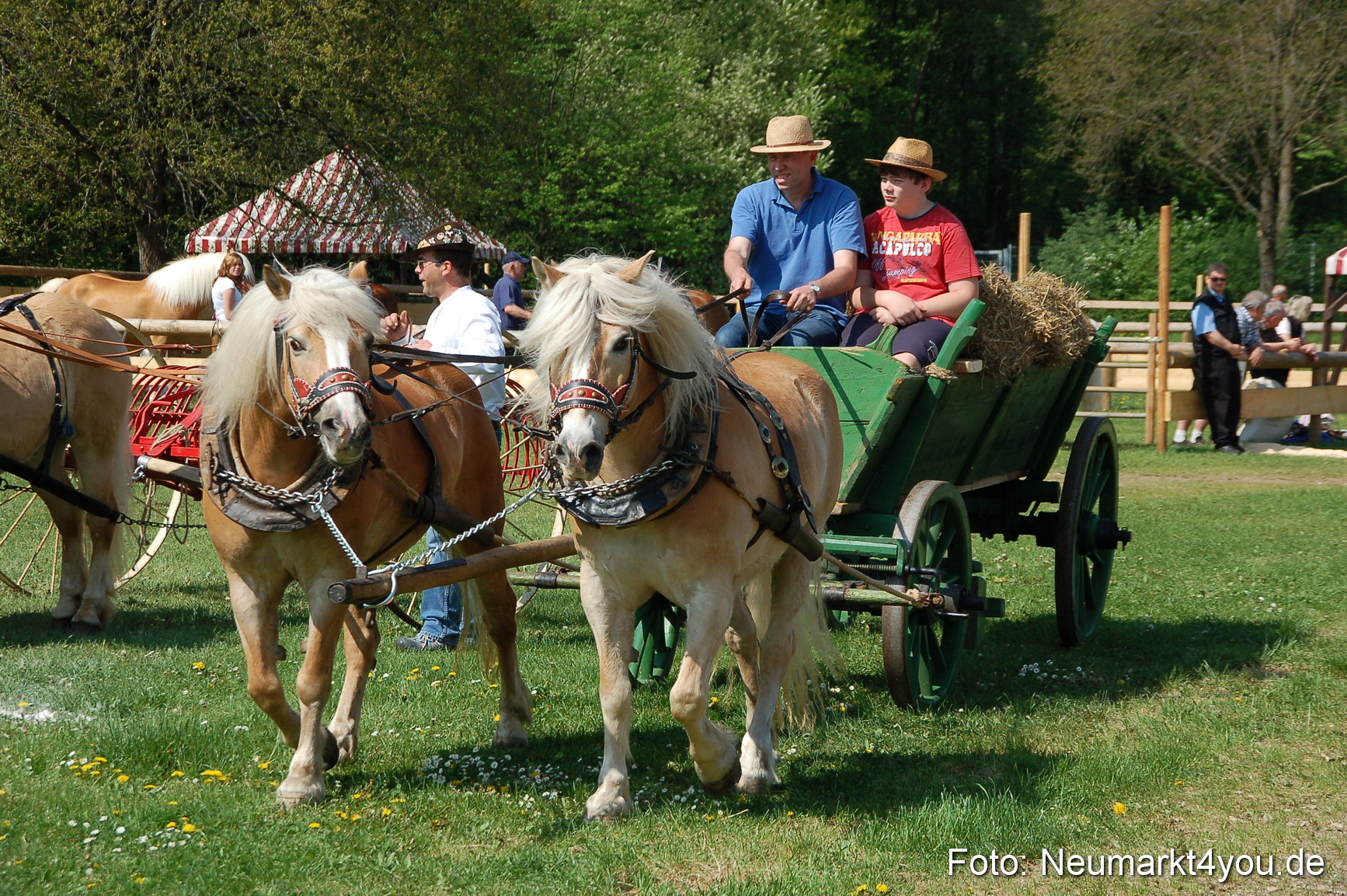 Nordbayerisches Haflingertreffen Neumarkt 010512 0010