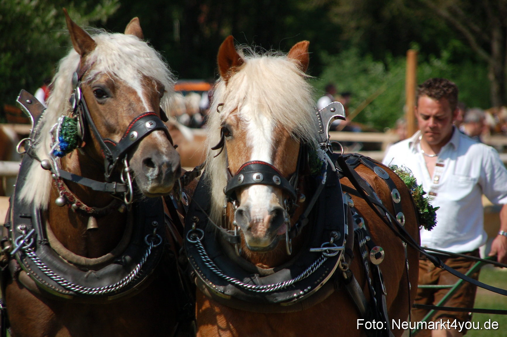 Nordbayerisches Haflingertreffen Neumarkt 010512 0011