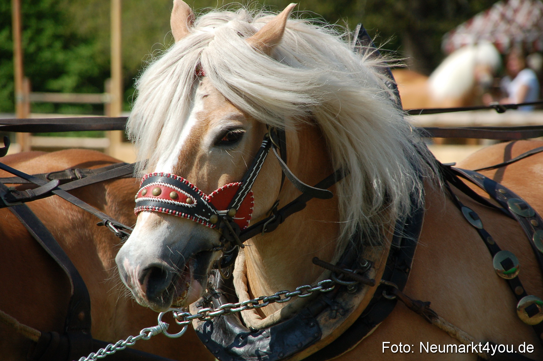 Nordbayerisches Haflingertreffen Neumarkt 010512 0012