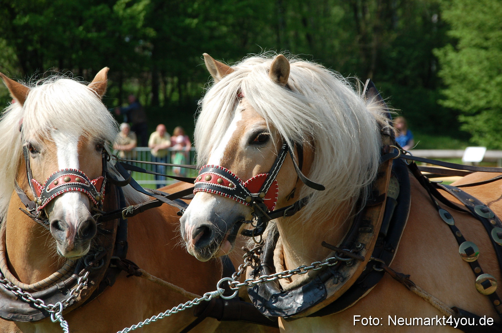 Nordbayerisches Haflingertreffen Neumarkt 010512 0013