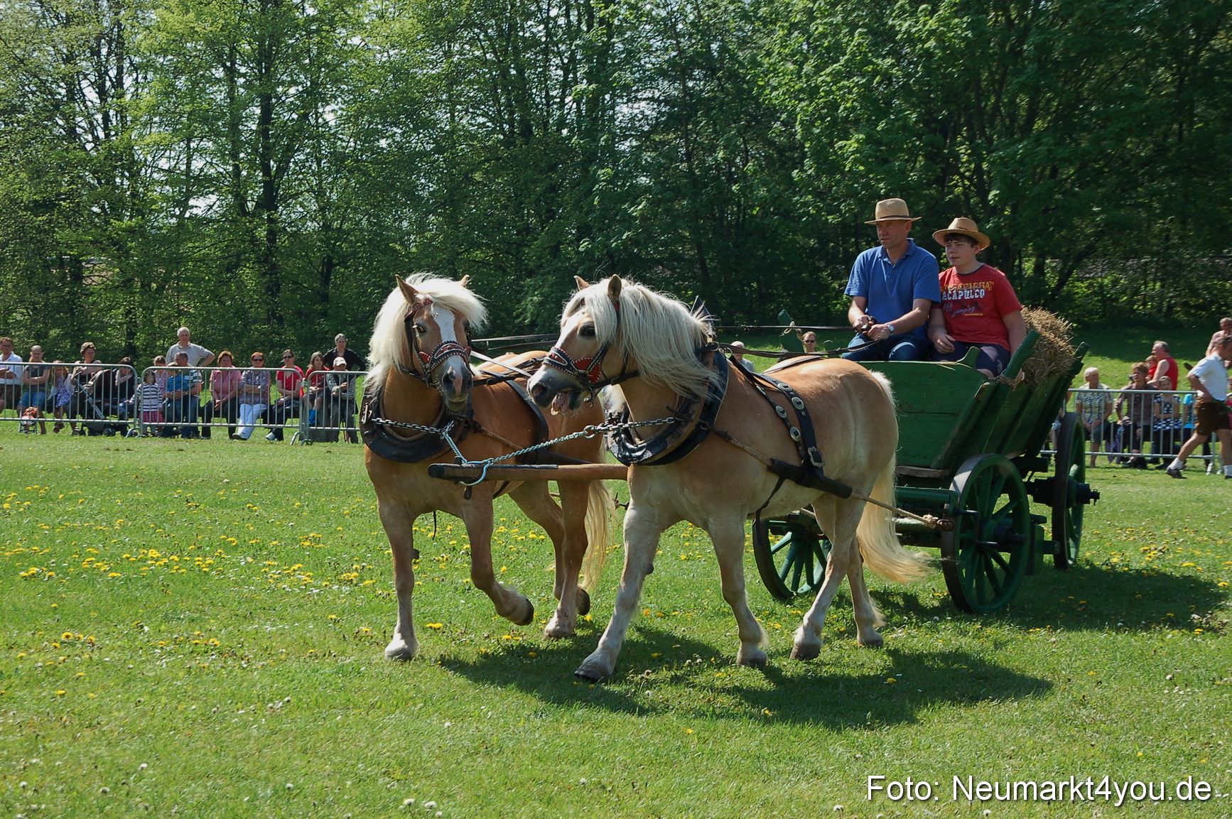 Nordbayerisches Haflingertreffen Neumarkt 010512 0014