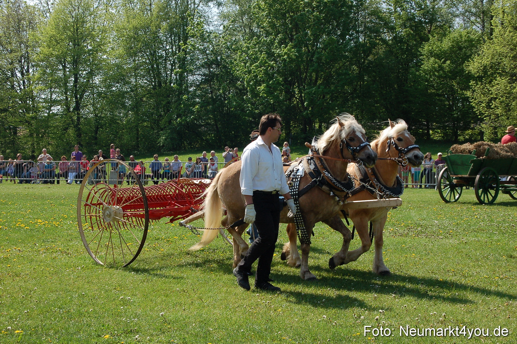 Nordbayerisches Haflingertreffen Neumarkt 010512 0015
