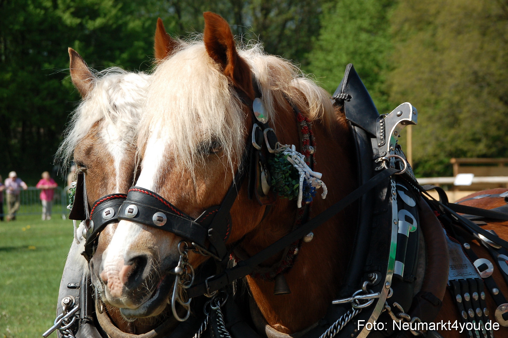 Nordbayerisches Haflingertreffen Neumarkt 010512 0016