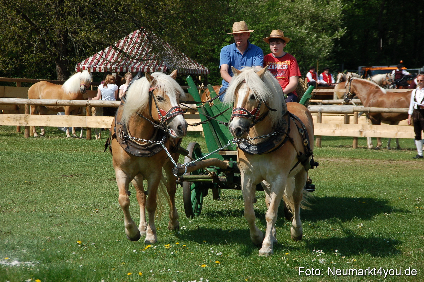 Nordbayerisches Haflingertreffen Neumarkt 010512 0018