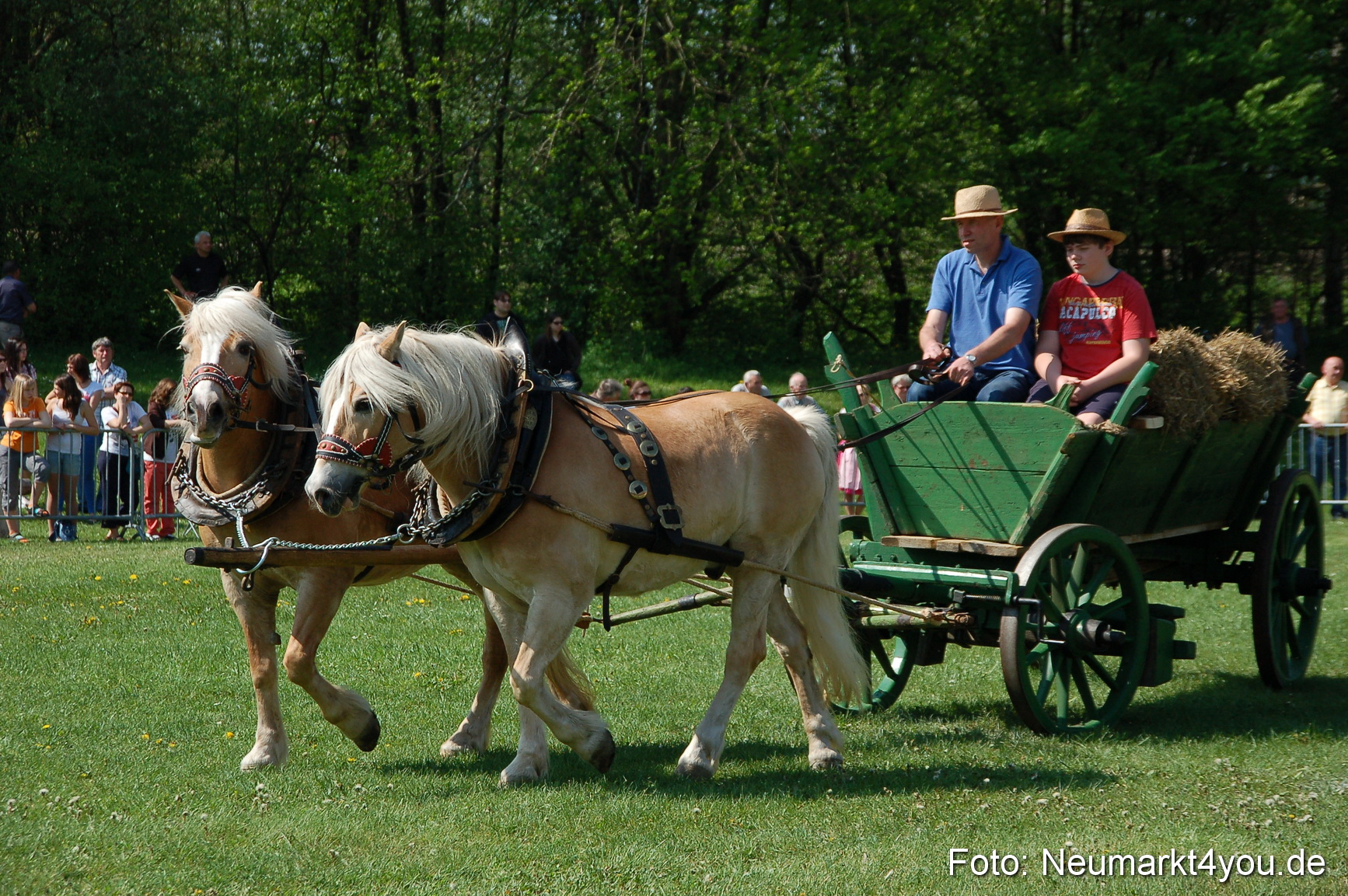 Nordbayerisches Haflingertreffen Neumarkt 010512 0019