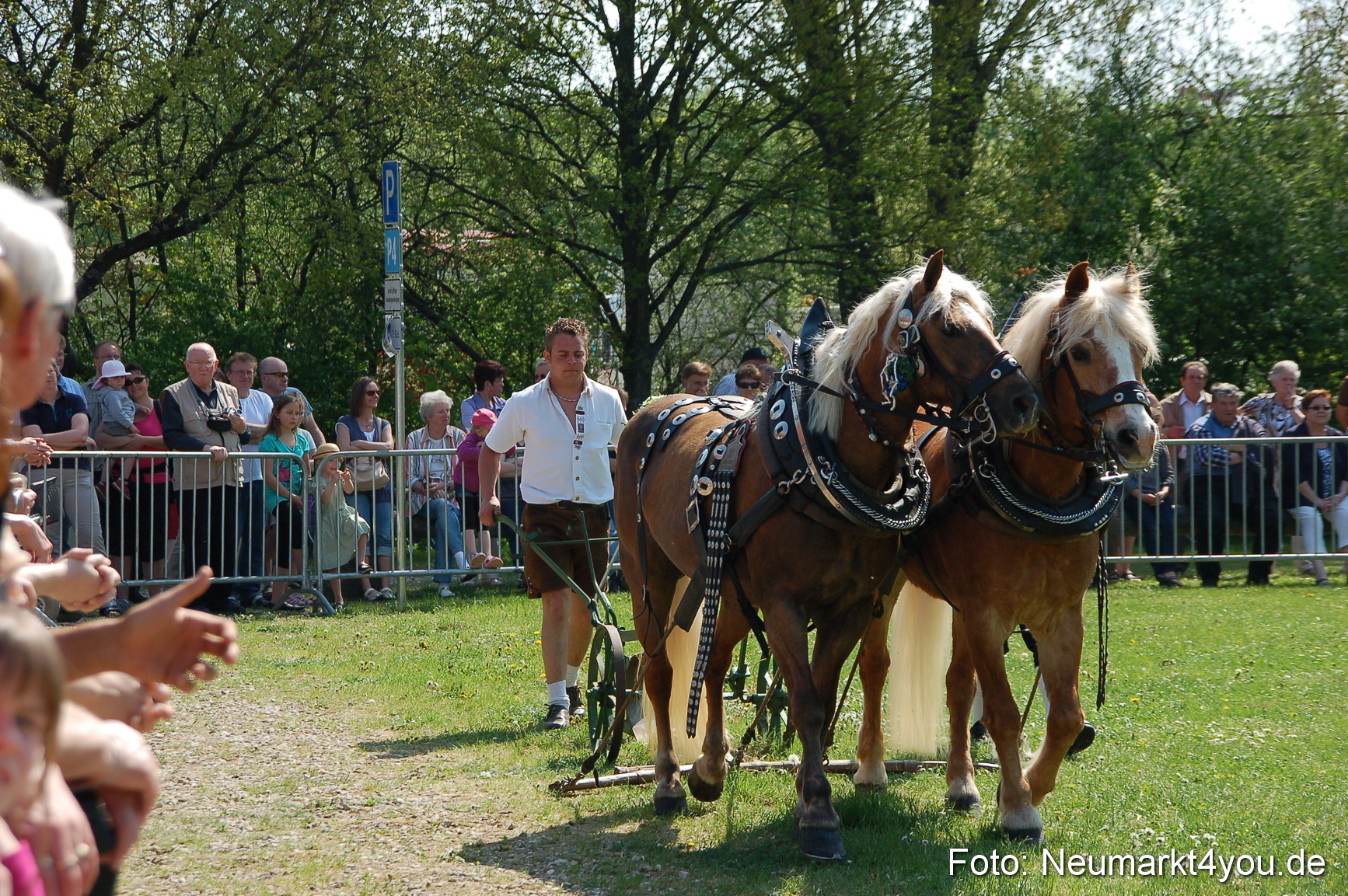 Nordbayerisches Haflingertreffen Neumarkt 010512 0020