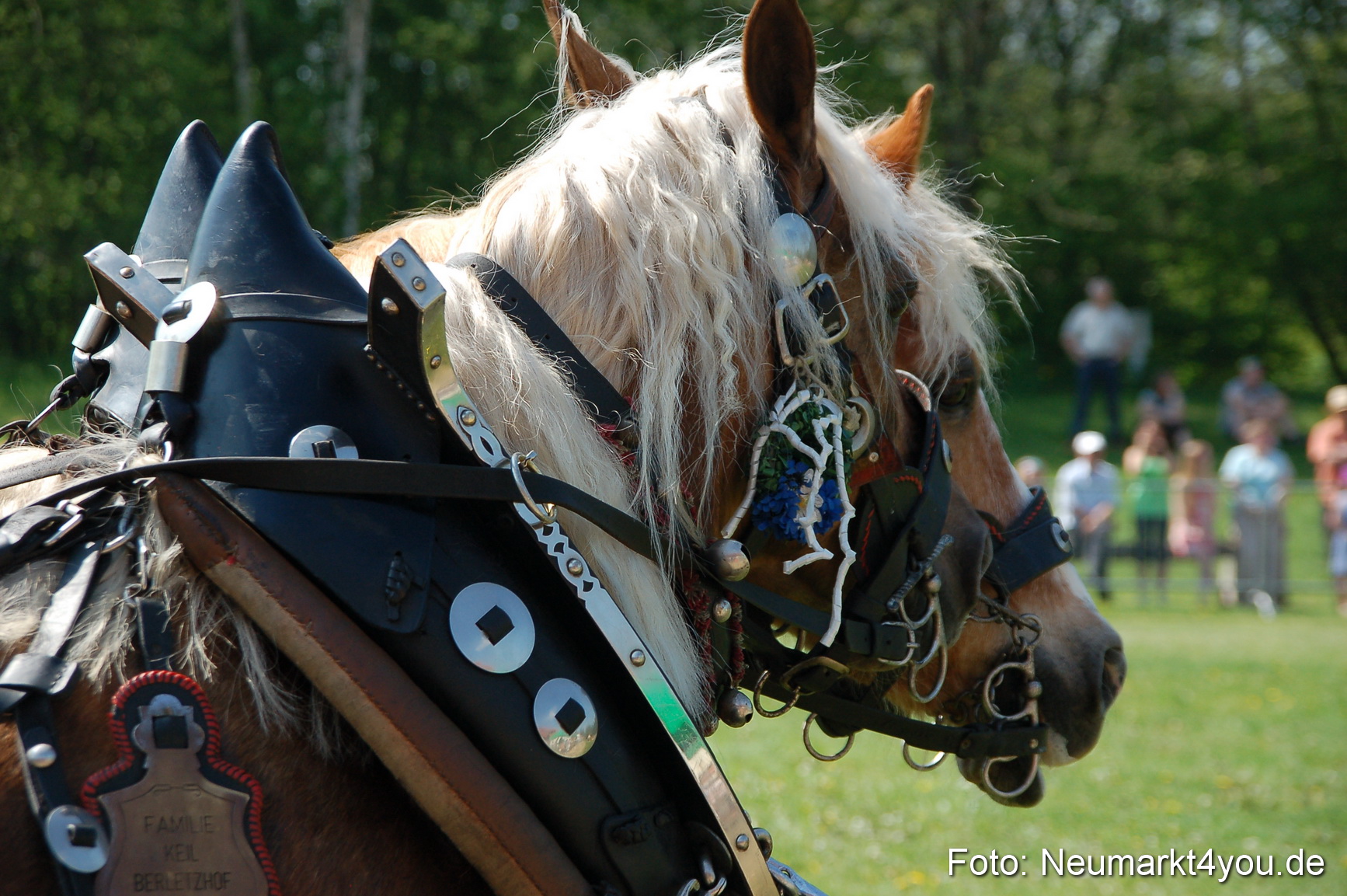 Nordbayerisches Haflingertreffen Neumarkt 010512 0021