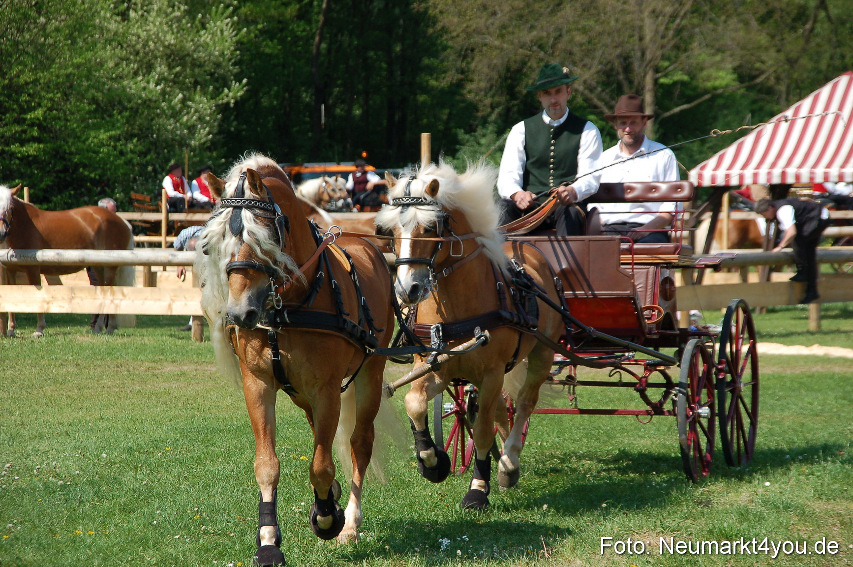 Nordbayerisches Haflingertreffen Neumarkt 010512 0022