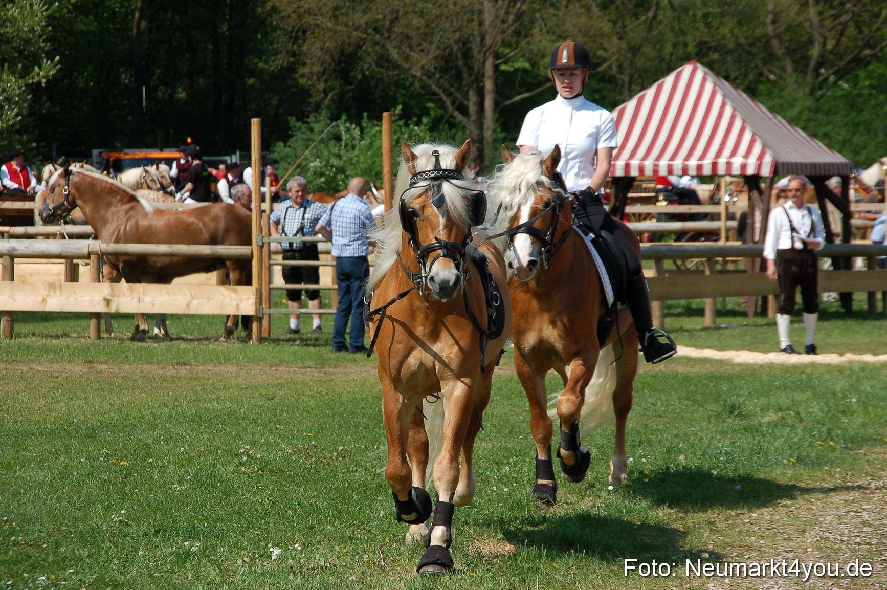 Nordbayerisches Haflingertreffen Neumarkt 010512 0023