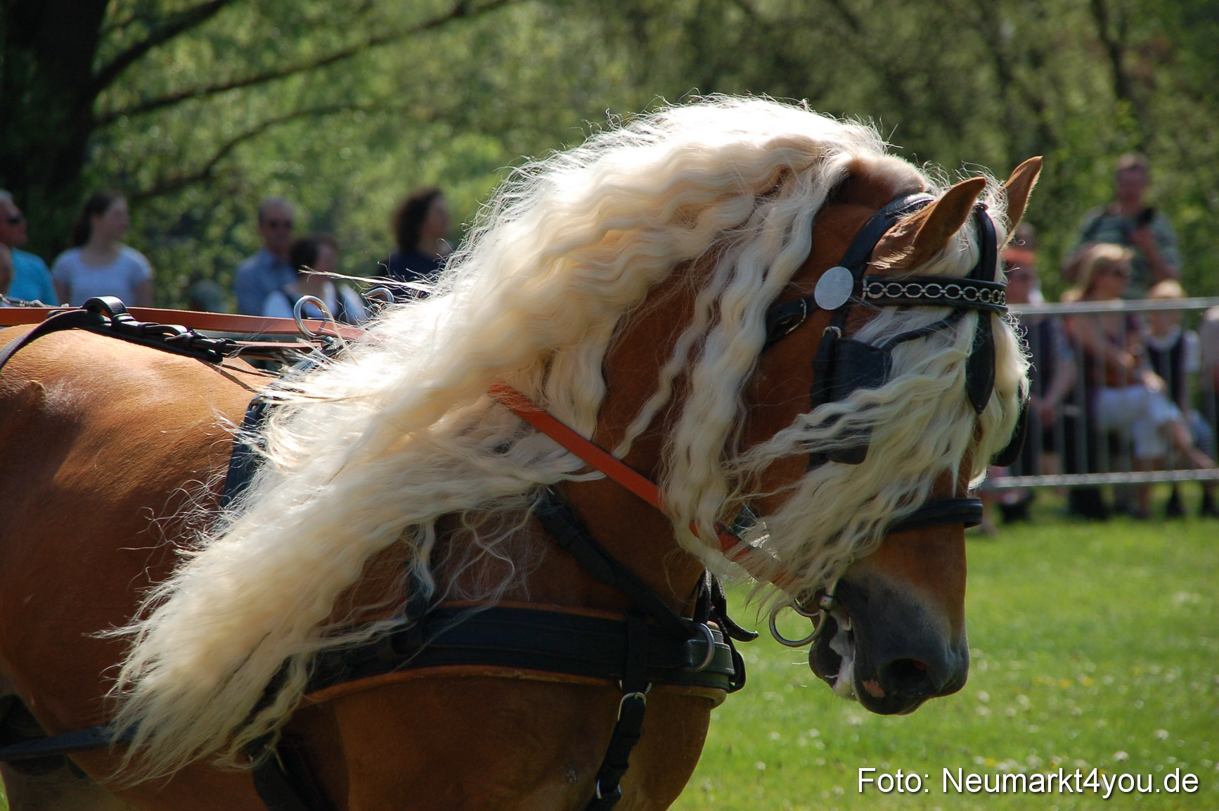 Nordbayerisches Haflingertreffen Neumarkt 010512 0024