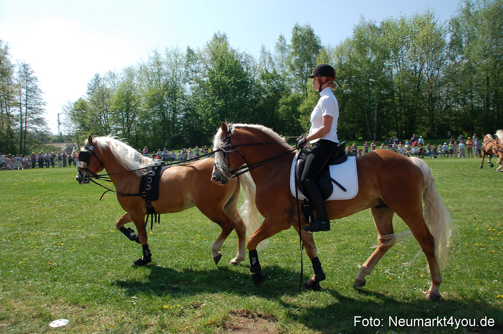 Nordbayerisches Haflingertreffen Neumarkt 010512 0025