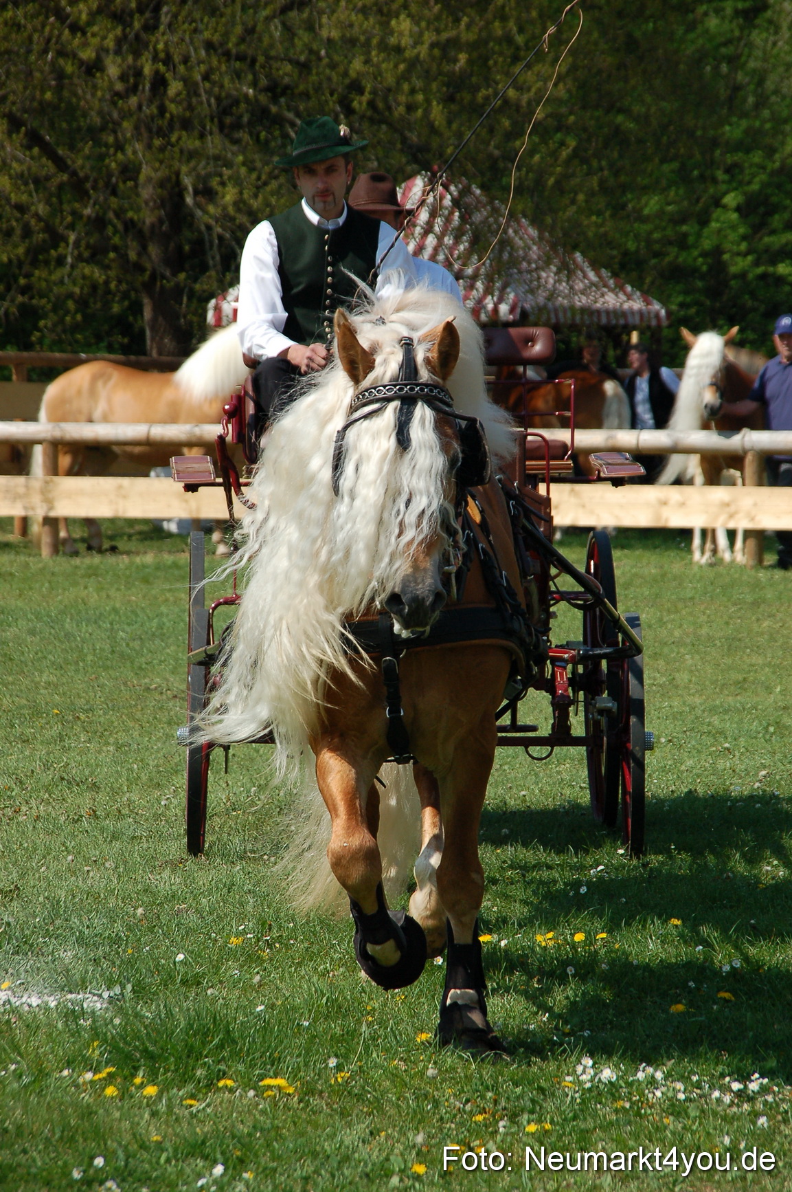 Nordbayerisches Haflingertreffen Neumarkt 010512 0026