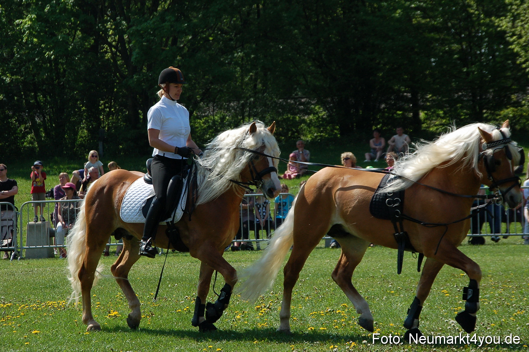 Nordbayerisches Haflingertreffen Neumarkt 010512 0027