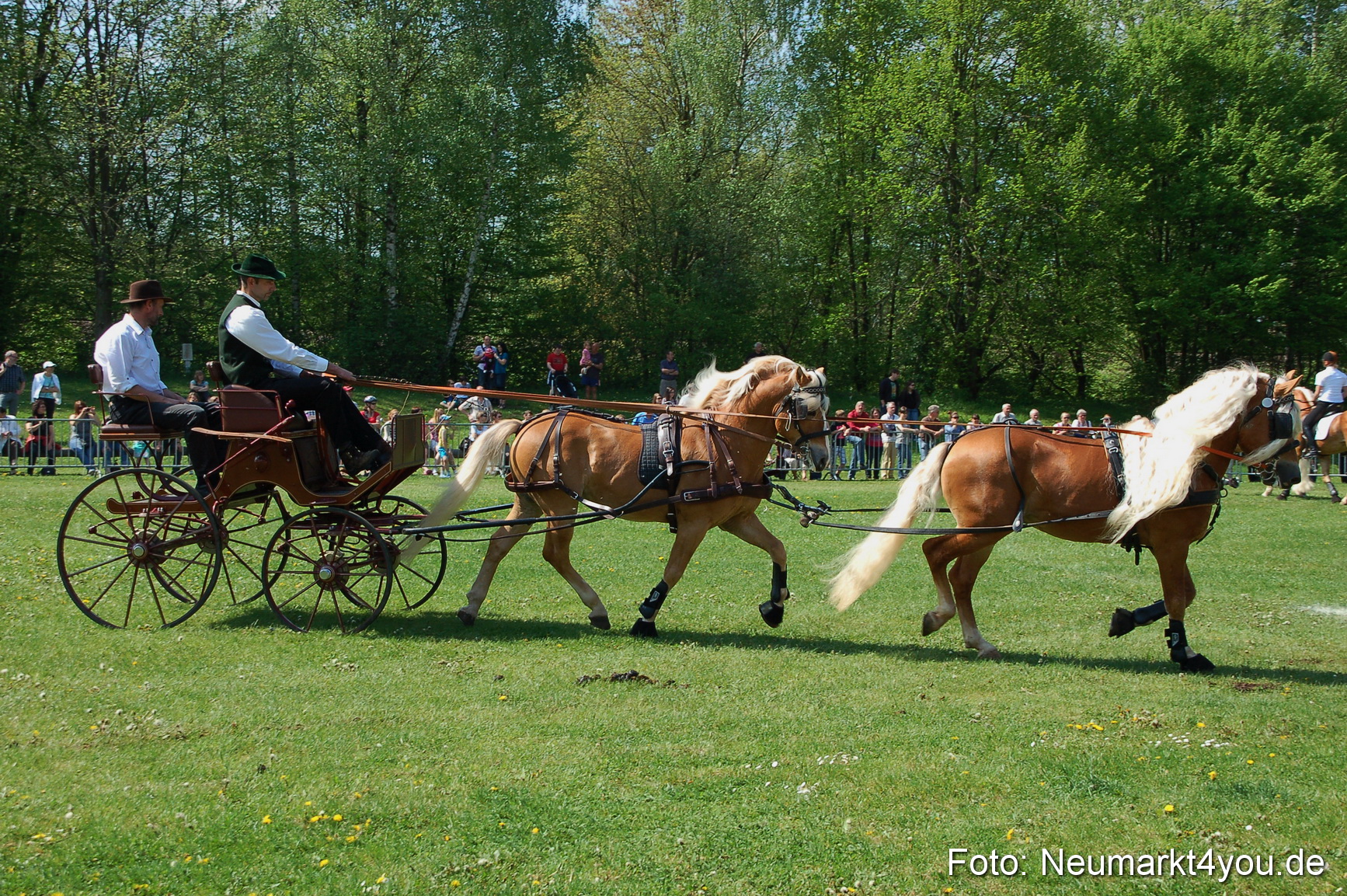 Nordbayerisches Haflingertreffen Neumarkt 010512 0028