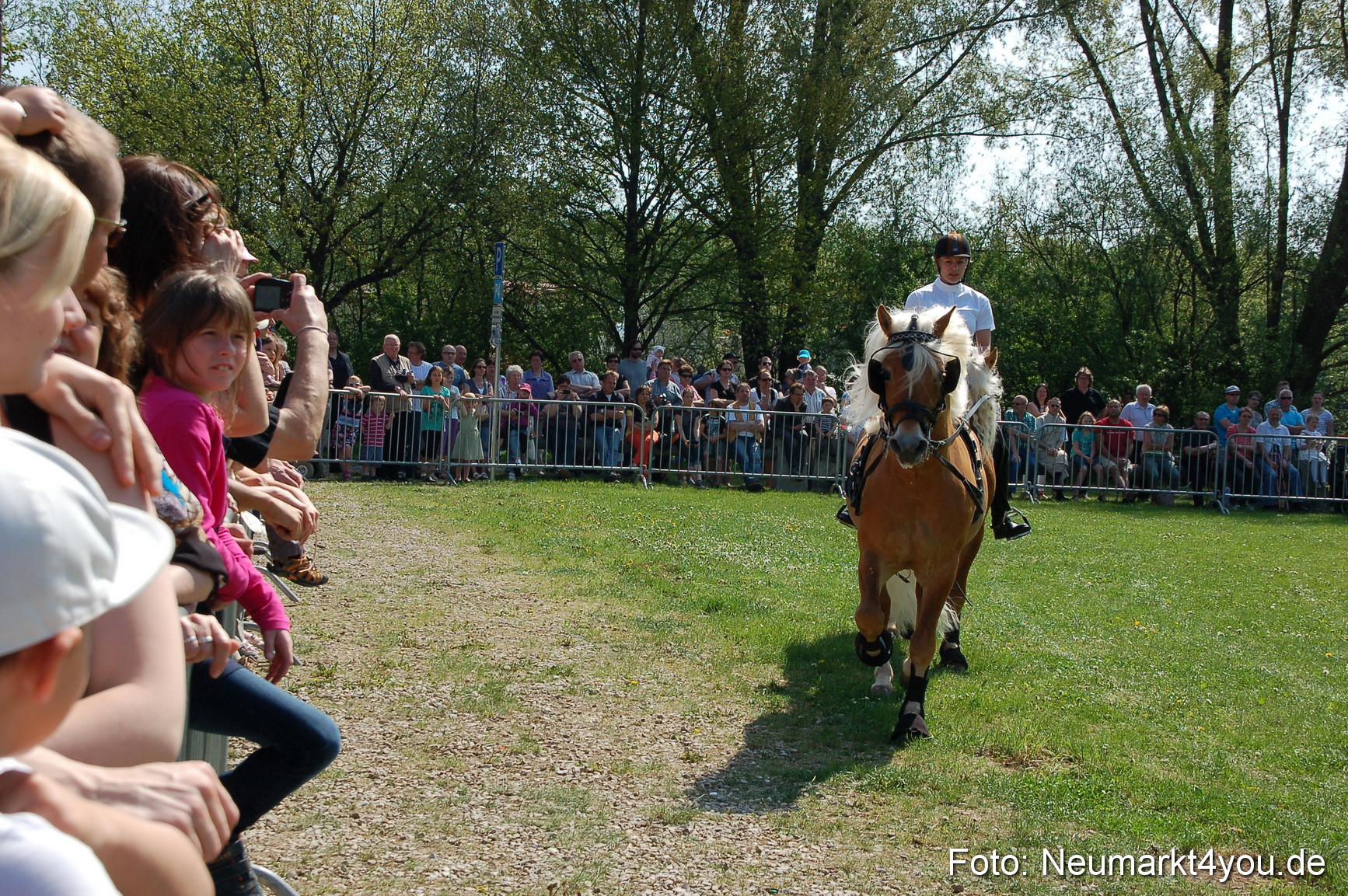 Nordbayerisches Haflingertreffen Neumarkt 010512 0029
