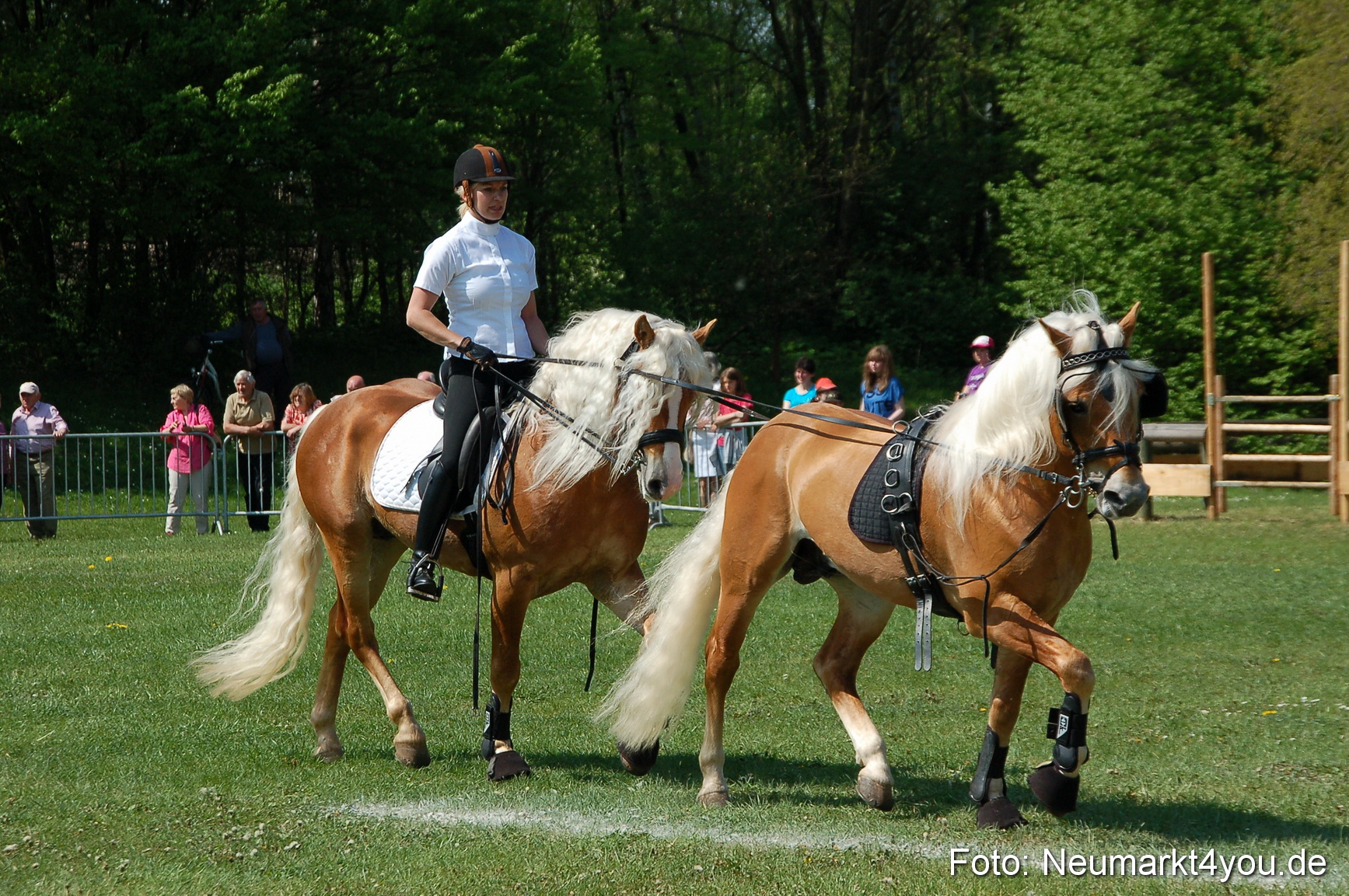 Nordbayerisches Haflingertreffen Neumarkt 010512 0030