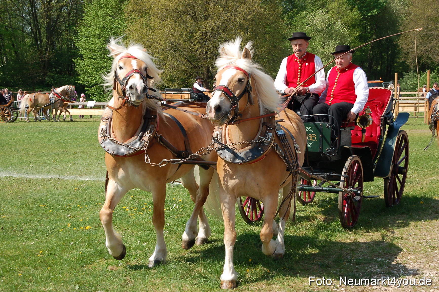 Nordbayerisches Haflingertreffen Neumarkt 010512 0034