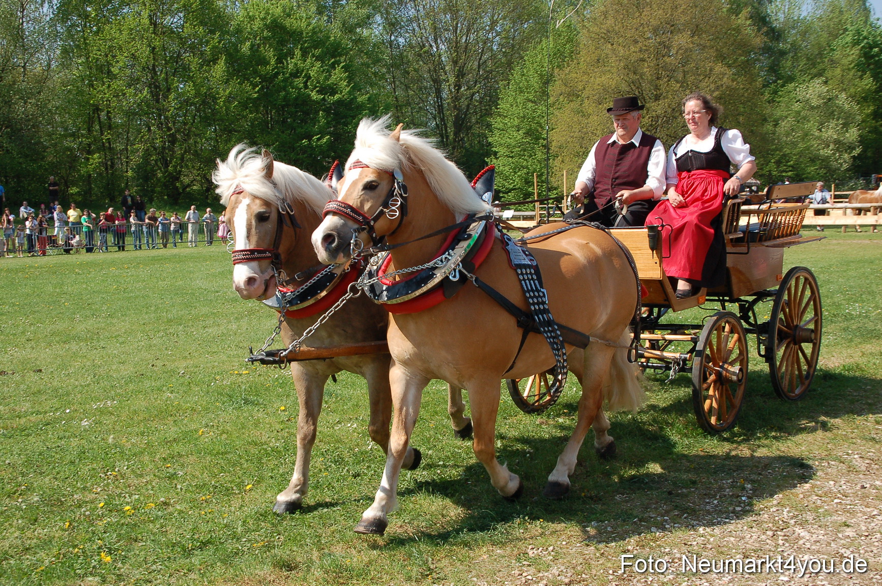 Nordbayerisches Haflingertreffen Neumarkt 010512 0038