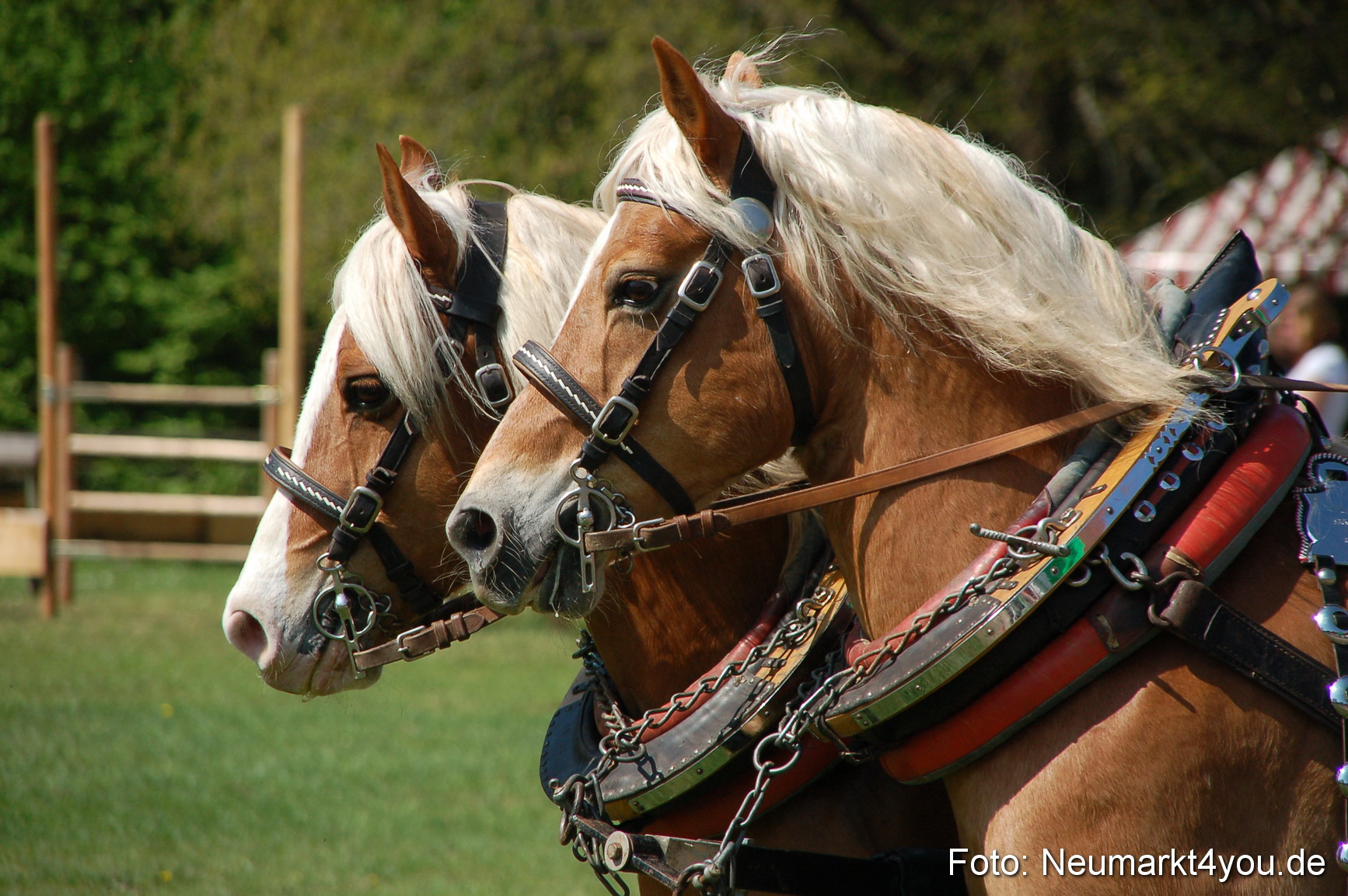 Nordbayerisches Haflingertreffen Neumarkt 010512 0042