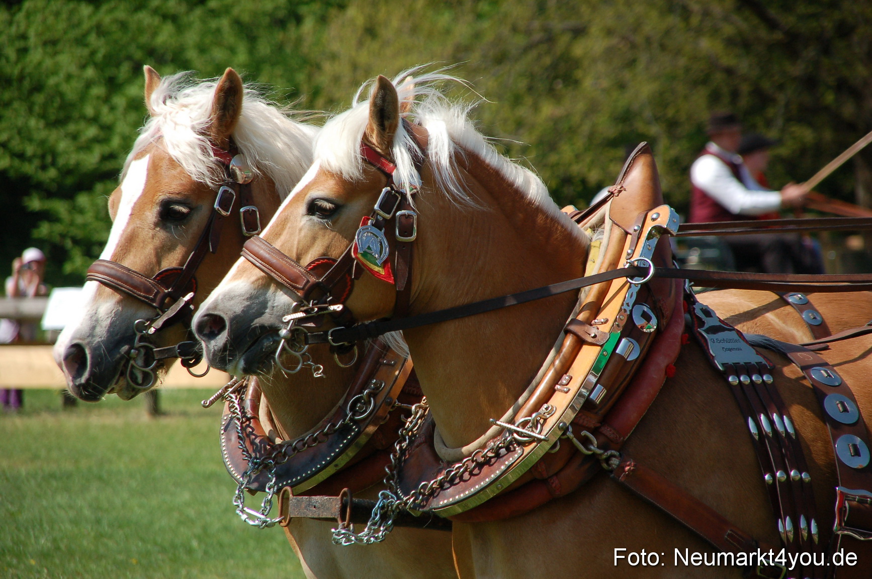 Nordbayerisches Haflingertreffen Neumarkt 010512 0043